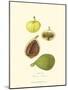 Figs-null-Mounted Art Print