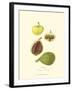 Figs-null-Framed Art Print