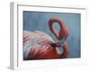 Figure 8 - Flamingo-Wilhelm Goebel-Framed Giclee Print