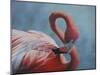 Figure 8 - Flamingo-Wilhelm Goebel-Mounted Giclee Print