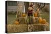 Figure and Pumpkins, Set Up to Commemorate Hallowe'en-null-Stretched Canvas