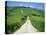 Figure on a Pathway Leading Up a Hill in the South Downs, Near Lewes, Sussex, England, UK-Pate Jenny-Stretched Canvas