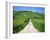 Figure on a Pathway Leading Up a Hill in the South Downs, Near Lewes, Sussex, England, UK-Pate Jenny-Framed Photographic Print