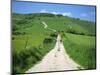 Figure on a Pathway Leading Up a Hill in the South Downs, Near Lewes, Sussex, England, UK-Pate Jenny-Mounted Photographic Print