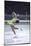 Figure Skater Peggy Fleming Competing in the Olympics-Art Rickerby-Mounted Photographic Print