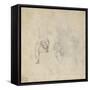 Figure Studies, C.1511-Michelangelo Buonarroti-Framed Stretched Canvas