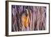 Fiji Anemone Fish Sheltering in Host Anemone for Protection, Fiji-Pete Oxford-Framed Photographic Print