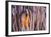 Fiji Anemone Fish Sheltering in Host Anemone for Protection, Fiji-Pete Oxford-Framed Photographic Print