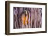 Fiji Anemone Fish Sheltering in Host Anemone for Protection, Fiji-Pete Oxford-Framed Photographic Print