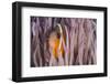 Fiji Anemone Fish Sheltering in Host Anemone for Protection, Fiji-Pete Oxford-Framed Photographic Print