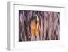 Fiji Anemone Fish Sheltering in Host Anemone for Protection, Fiji-Pete Oxford-Framed Photographic Print