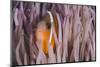 Fiji Anemone Fish Sheltering in Host Anemone for Protection, Fiji-Pete Oxford-Mounted Photographic Print