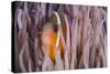 Fiji Anemone Fish Sheltering in Host Anemone for Protection, Fiji-Pete Oxford-Stretched Canvas