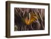 Fiji Anemone Fish Sheltering in Host Anemone for Protection, Fiji-Pete Oxford-Framed Photographic Print