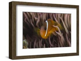 Fiji Anemone Fish Sheltering in Host Anemone for Protection, Fiji-Pete Oxford-Framed Photographic Print