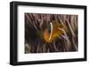 Fiji Anemone Fish Sheltering in Host Anemone for Protection, Fiji-Pete Oxford-Framed Photographic Print