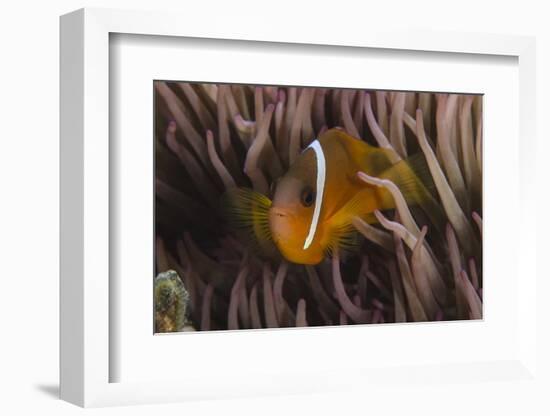 Fiji Anemone Fish Sheltering in Host Anemone for Protection, Fiji-Pete Oxford-Framed Photographic Print