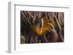 Fiji Anemone Fish Sheltering in Host Anemone for Protection, Fiji-Pete Oxford-Framed Photographic Print