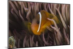 Fiji Anemone Fish Sheltering in Host Anemone for Protection, Fiji-Pete Oxford-Mounted Photographic Print