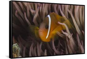 Fiji Anemone Fish Sheltering in Host Anemone for Protection, Fiji-Pete Oxford-Framed Stretched Canvas