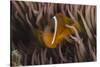 Fiji Anemone Fish Sheltering in Host Anemone for Protection, Fiji-Pete Oxford-Stretched Canvas