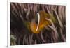 Fiji Anemone Fish Sheltering in Host Anemone for Protection, Fiji-Pete Oxford-Framed Photographic Print