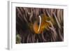 Fiji Anemone Fish Sheltering in Host Anemone for Protection, Fiji-Pete Oxford-Framed Photographic Print