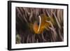 Fiji Anemone Fish Sheltering in Host Anemone for Protection, Fiji-Pete Oxford-Framed Photographic Print