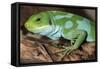 Fiji Banded Iguana Male-null-Framed Stretched Canvas