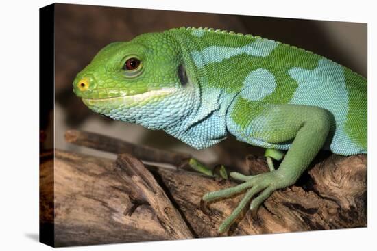 Fiji Banded Iguana Male-null-Stretched Canvas