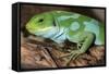 Fiji Banded Iguana Male-null-Framed Stretched Canvas