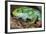 Fiji Banded Iguana Male-null-Framed Photographic Print