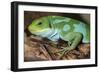 Fiji Banded Iguana Male-null-Framed Photographic Print