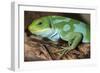 Fiji Banded Iguana Male-null-Framed Photographic Print