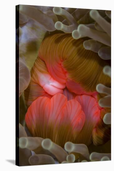 Fiji. Close-up of anemone mouth.-Jaynes Gallery-Stretched Canvas