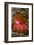 Fiji. Close-up of anemone mouth.-Jaynes Gallery-Framed Photographic Print