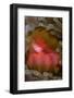 Fiji. Close-up of anemone mouth.-Jaynes Gallery-Framed Photographic Print