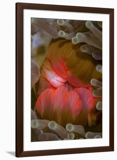 Fiji. Close-up of anemone mouth.-Jaynes Gallery-Framed Photographic Print