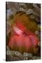 Fiji. Close-up of anemone mouth.-Jaynes Gallery-Stretched Canvas