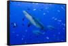 Fiji. Close-up of bull sharks.-Jaynes Gallery-Framed Stretched Canvas