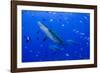 Fiji. Close-up of bull sharks.-Jaynes Gallery-Framed Photographic Print