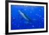 Fiji. Close-up of bull sharks.-Jaynes Gallery-Framed Photographic Print