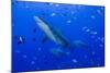 Fiji. Close-up of bull sharks.-Jaynes Gallery-Mounted Photographic Print