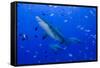 Fiji. Close-up of bull sharks.-Jaynes Gallery-Framed Stretched Canvas