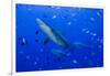 Fiji. Close-up of bull sharks.-Jaynes Gallery-Framed Photographic Print