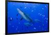 Fiji. Close-up of bull sharks.-Jaynes Gallery-Framed Photographic Print