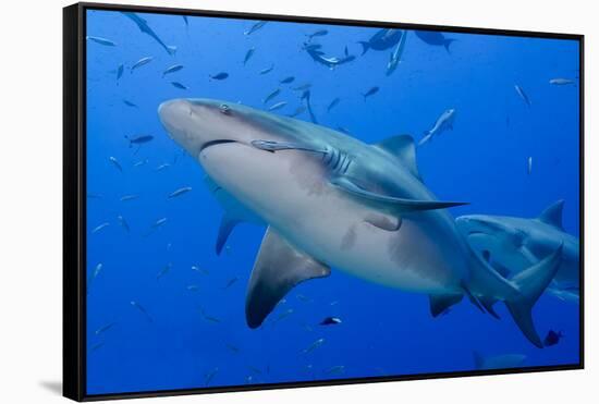 Fiji. Close-up of bull sharks.-Jaynes Gallery-Framed Stretched Canvas