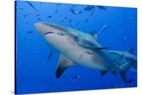 Fiji. Close-up of bull sharks.-Jaynes Gallery-Stretched Canvas