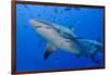 Fiji. Close-up of bull sharks.-Jaynes Gallery-Framed Photographic Print