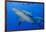 Fiji. Close-up of bull sharks.-Jaynes Gallery-Framed Photographic Print